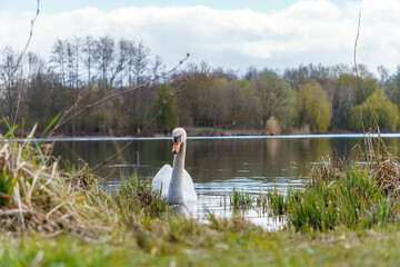 Schwan schwimmt in der Grube Fernie in Linden / Hessen
