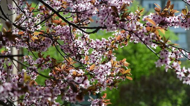Nice blossom spring branch with flowers of prunus tree macro 4k video