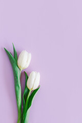 Tender white tulips on pastel violet background. Greeting card for Women's day.