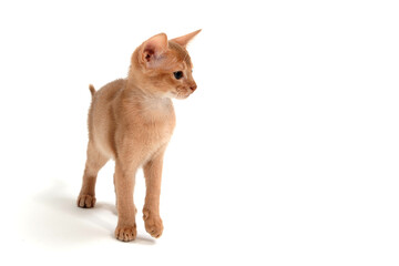 Abyssinian ginger cat stands on a white background