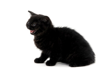 fluffy purebred black kitten sits on a white background