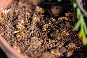 Apiculture - Groupe d'abeilles buvant dans la terre d'un pot de fleur