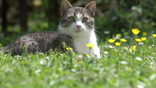 Cat is resting in flowers and green grass. The cat lies on a summer lawn in the sun in a good mood