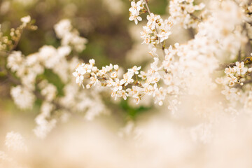 Fototapeta premium Closeup of blooming cherry tree in spring on pastel bokeh background. Beautiful border banner. Abstract blurred background.