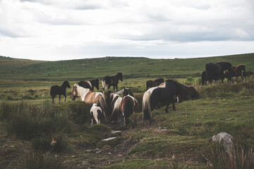 Obraz premium Dartmoor Ponies, Dartmoor National Park, UK