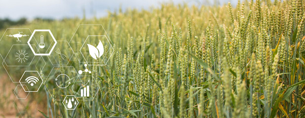 Fototapeta Concept of smart agriculture and modern technology obraz
