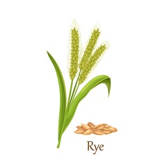 Rye grass cereal crops, agricultural plant vector illustration. Heap of rye grains seeds.