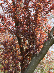 (Prunus cerasifera 'Atropurpurea') Cherry plum or myrobalan plum, ornamental tree with purple and black ovate finely toothed foliage on spiny branches