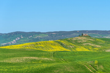 Amazing spring colorful landscape. Beautiful farmland rural landscape, cypress trees and colorful spring flowers in Tuscany, Italy. Beautiful spring landscape with blooming raps field.