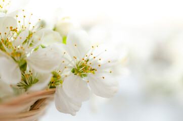 Cherry flowers background. Spring Blossom border. Soft focus image with copy space. Sunny spring day. Cherry blooming. Beautiful flowers, close-up. With copy space