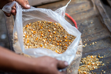 Paddy and corn feed in clear plastic bags for use as animal feed, chicken feed on the farm.