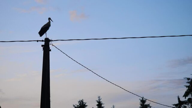 Silhouette of a stork sitting on an electricity post during sunset in Estonia.