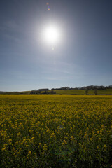 Fototapeta na wymiar Oilseed rape crop on a farm in Combe Valley, East Sussex
