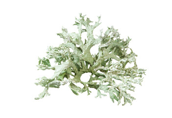 Evernia prunastri, also known as oakmoss isolated on white background with clipping path.  Oakmoss is used extensively in modern perfumery. - obrazy, fototapety, plakaty