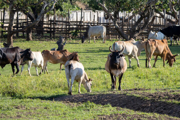 A large cow, a lot of meat standing in the farm Agricultural lawn area cattle at Thailand