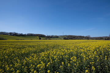 Obraz premium Oilseed rape crop on a farm in Combe Valley, East Sussex
