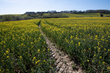 Fototapeta na wymiar Oilseed rape crop on a farm in Combe Valley, East Sussex