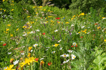 Blühende Blumenwiese mit bienenfreundlichen Pflanzen im Mai. Ein schöner Blühstreifen zur...