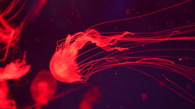 Glowing jellyfish swimming in aquarium