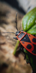 bug on a leaf