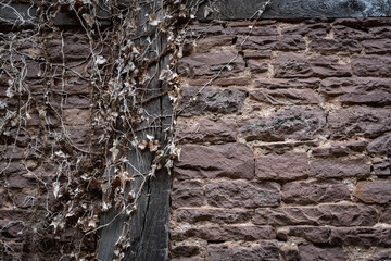Old vintage brick wall and withered ivy