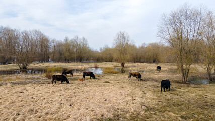 Herd of wild cows in a meadow. Heck cattles in nature. Wildlife concept.