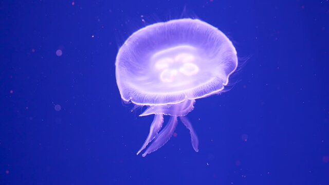 Glowing jellyfish swimming in aquarium