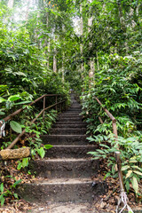 Tropical Forest tree  landscape stairs in Malaysia, Asia 