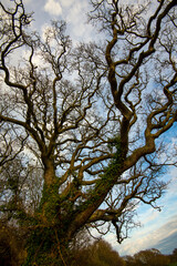 A great oak tree in Combe Valley, East Sussex