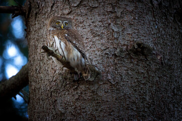 The pygmy owl is the smallest European owl.