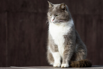 Obraz premium Fluffy white and grey homeless street cat with green eyes is sitting on the concrete parapet in the park and squinting in the sun. Brown background. Homeless or domestic animals concept.