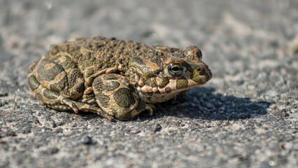 Tree green frog sitting on the pavement. Close-up green eye. Blurred background. Space for text.