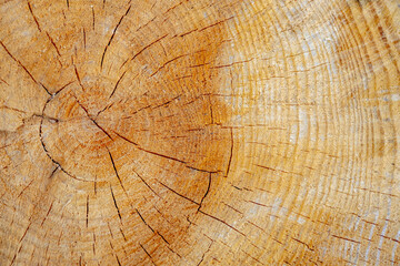 Tree stump wood background with rough cut wood on a tree stump close up.