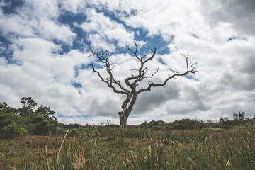 Dartmoor Trees, Dartmoor National Park, UK