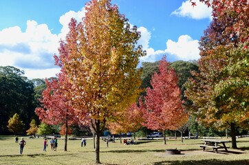Naklejka premium autumn in the park