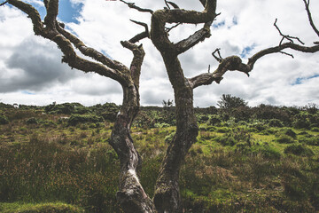Dartmoor Trees, Dartmoor National Park, UK