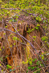 Very old tree rotting and eaten by insects
