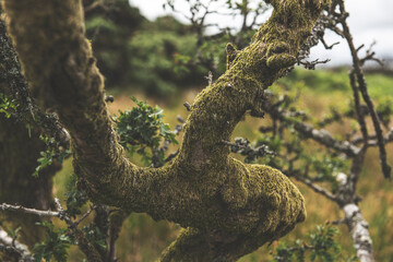 Dartmoor Trees, Dartmoor National Park, UK