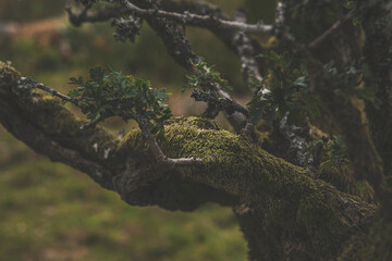 Dartmoor Trees, Dartmoor National Park, UK