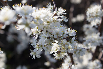 Fire video, flame of nature