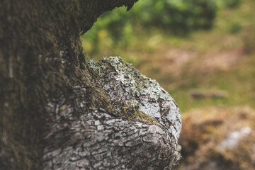Dartmoor Trees, Dartmoor National Park, UK