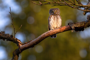 The pygmy owl is the smallest European owl.