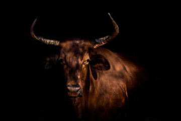 Portrait eines Nguni-Stieres