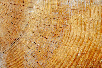 Naklejka premium Tree stump wood background with rough cut wood on a tree stump close up.