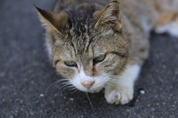 portrait of a cat
