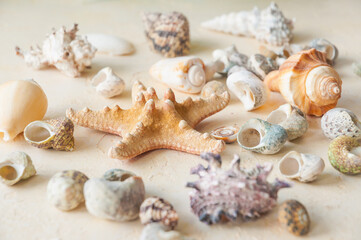seashells on a beige sand background. horizontal frame