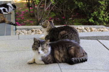 cat