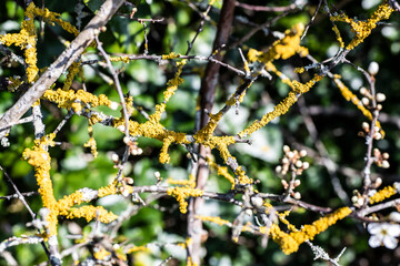 Close-up of yellow lichen growing on a blackthorn bush in spring in Combe Valley, East Sussex