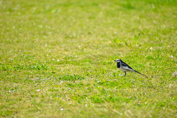 草地を歩くハクセキレイ