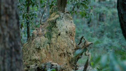 Abandoned termite mound in the Aussie bushland.
